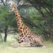 【睡眠について知ろう】動物の睡眠について