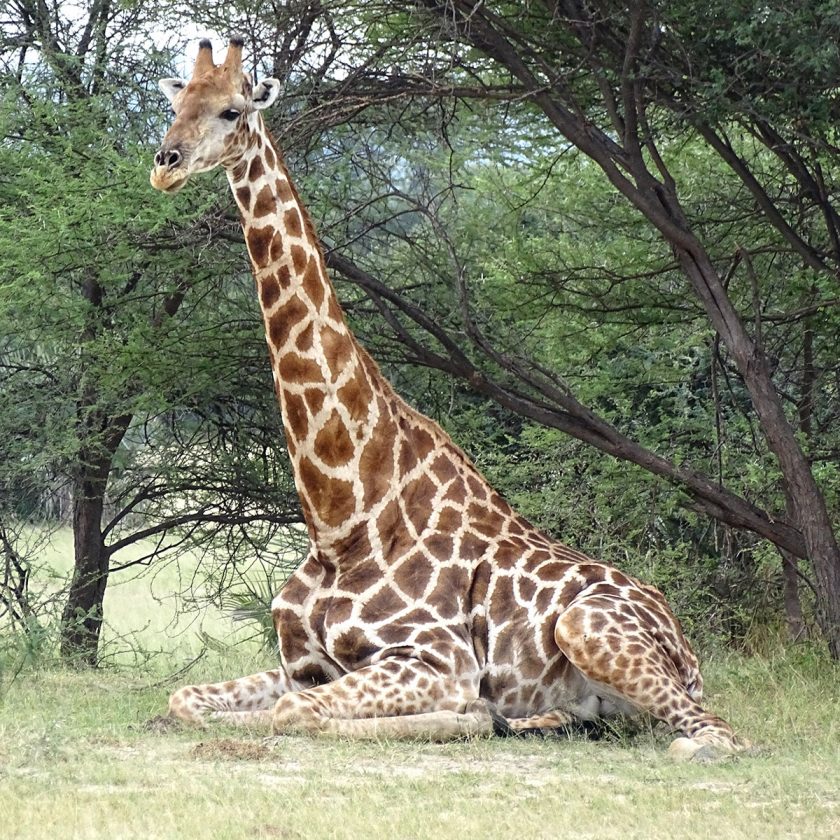 睡眠について知ろう 動物の睡眠について リフランス オンラインストア